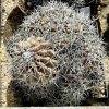 Copiapoa_macrocarpa